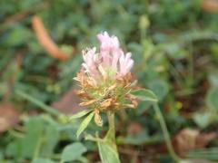 Trifolium pratense