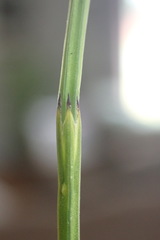 Equisetum palustre