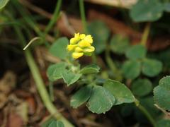 Medicago lupulina