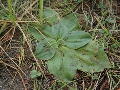 Plantago media