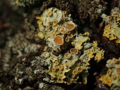 Xanthoria parietina