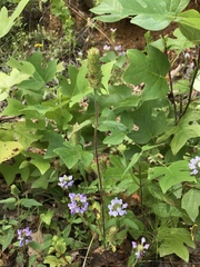 Prunella vulgaris lanceolata
