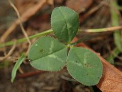 Trifolium repens