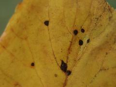 Apiognomonia errabunda