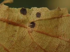 Apiognomonia errabunda