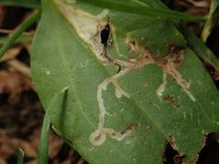 Phytomyza griffithsi