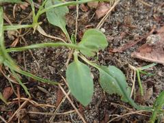 Plantago major