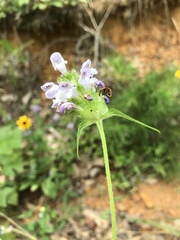 Prunella vulgaris lanceolata