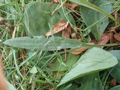 Plantago lanceolata