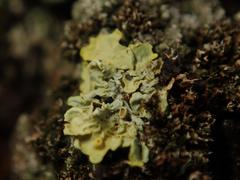 Xanthoria parietina