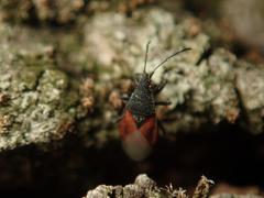 Oxycarenus lavaterae