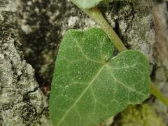 Hedera helix