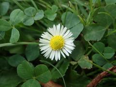 Bellis perennis