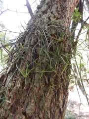 Rhipsalis shaferi