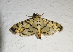 Dichocrocis sabatalis