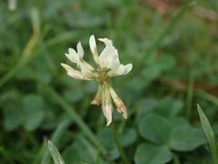 Trifolium repens