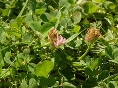 Trifolium pratense