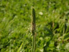 Plantago media