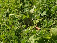 Plantago media