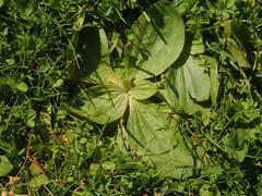 Plantago media