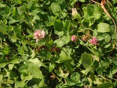 Trifolium pratense