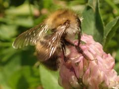 Bombus pascuorum