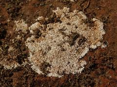 Protoparmeliopsis muralis