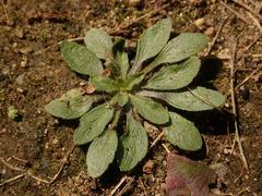 Erigeron canadensis