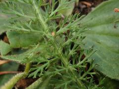 Achillea millefolium