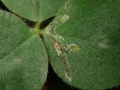 Liriomyza congesta