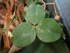 Trifolium pratense