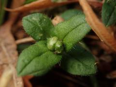 Cerastium