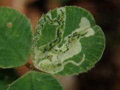 Liriomyza congesta
