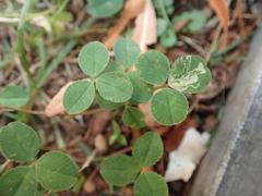Trifolium repens