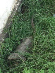 Varanus bengalensis