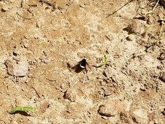 Ogcodocera leucoprocta