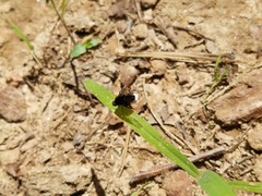 Ogcodocera leucoprocta