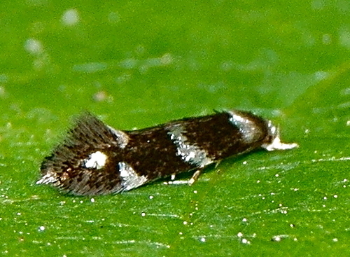 Elachista madarella