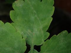 Erysiphe macleayae