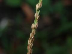 Poaceae