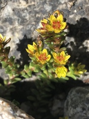 Sedum alpestre