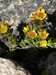 Sedum alpestre