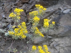 Odontarrhena muralis