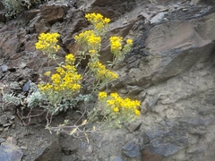 Odontarrhena muralis