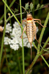 Ephippiger terrestris