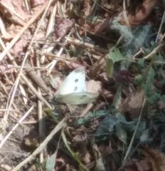 Pieris rapae