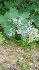 Macleaya