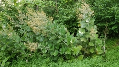 Macleaya