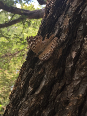 Asterocampa celtis