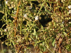 Laggera crispata